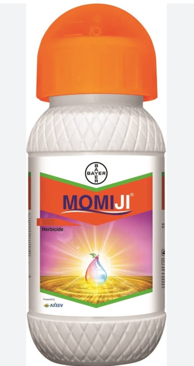MOMIJI BAYER