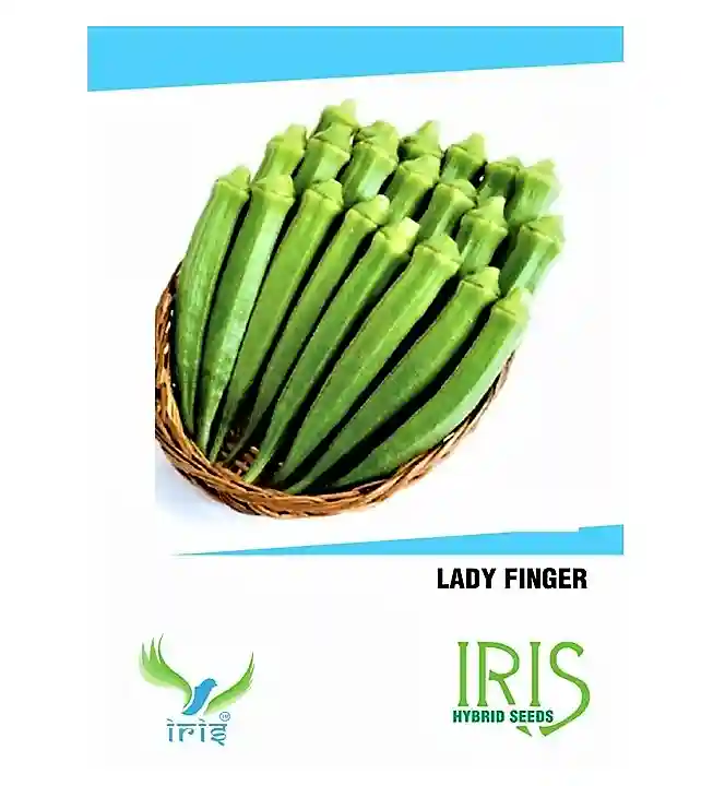 Iris Hybrid Vegetable Okra Seeds, Bhindi Ke Beej